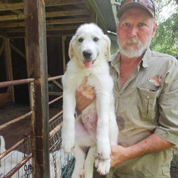 Mason ATX -  Akbash and Great Pyrenees Dog for Adoption in Quinlan, Texas - Mason ATX | PetCurious