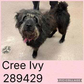 CREE IVY -  Mixed Breed Dog for Adoption in Macon, Georgia - CREE IVY | PetCurious