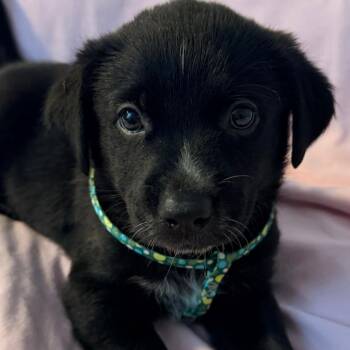 Ella -  Australian Cattle Dog Blue Heeler and Black Labrador Retriever Dog for Adoption in Beulaville, North Carolina - Ella | PetCurious