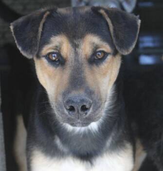 Rescue Terrier Dogs for Adoption in Yucca Valley, California - Casino | PetCurious