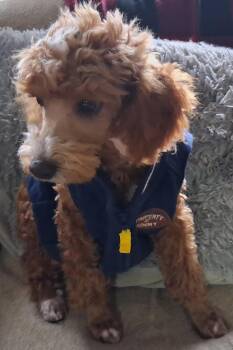 Rescue Poodle Dogs for Adoption in Staatsburg, New York - Beans | PetCurious
