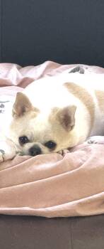 Bella (courtesy posting for public) -  Chihuahua Dog for Adoption in Austin, Texas - Bella (courtesy Posting For Public) | PetCurious