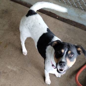 Rescue Australian Cattle Dog Blue Heeler and Beagle Dogs for Adoption in Corsicana, Texas - Elsie D46554 | PetCurious