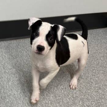 Mixed Breed Dogs Available for Adoption - Stitch | PetCurious