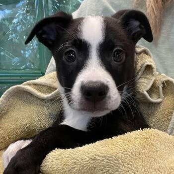 Villa -  Mixed Breed Dog for Adoption in San Francisco, California - Villa | PetCurious