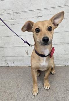 A597235 -  Chihuahua and Mixed Breed Dog for Adoption in San Bernardino, California - A597235 | PetCurious