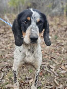 Bluetick Coonhound Dogs Available for Adoption - Adia | PetCurious