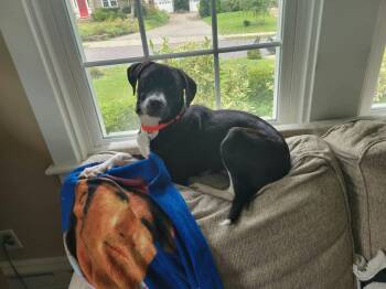 KISMIT -  Black Labrador Retriever and Mixed Breed Dog for Adoption in Center Square, Pennsylvania - KISMIT | PetCurious