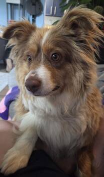 Australian Shepherd Dogs Available for Adoption in Minneapolis, Minnesota - Sadie | PetCurious