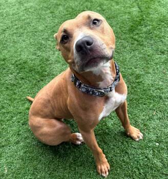 TALULAH -  Terrier Dog for Adoption in Vandergrift, Pennsylvania - TALULAH | PetCurious