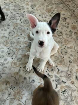 Shepherd Dogs Available for Adoption in Salt Lake City, Utah - Everestt | PetCurious