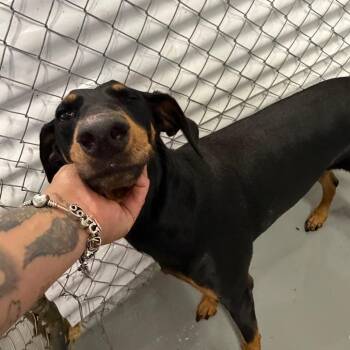 Inid -  Doberman Pinscher Dog for Adoption in Northbrook, Illinois - Inid | PetCurious