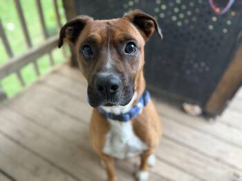 Rescue Boxer Dogs for Adoption in Oak Ridge, Tennessee - Zero | PetCurious