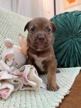 Pit Bull Terrier and Staffordshire Bull Terrier Dogs Available for Adoption in Friendswood, Texas - Dew Rainbow | PetCurious