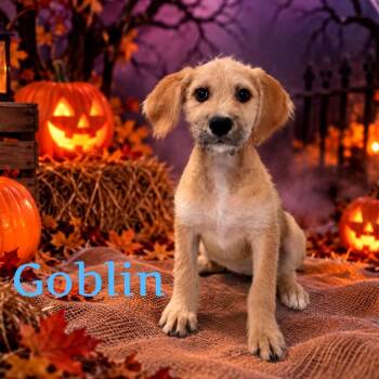 Goblin -  Mixed Breed Dog for Adoption in Joliet, Illinois - Goblin | PetCurious