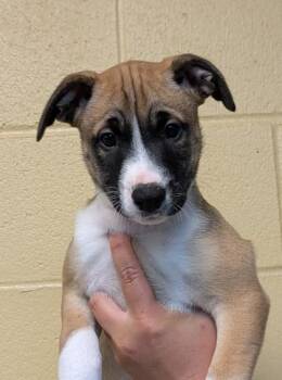 Liberty -  Mixed Breed Dog for Adoption in Bellingham, Washington - Liberty | PetCurious