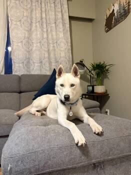 Siberian Husky and Basenji Dogs Available for Adoption in San Rafael, California - Happy | PetCurious