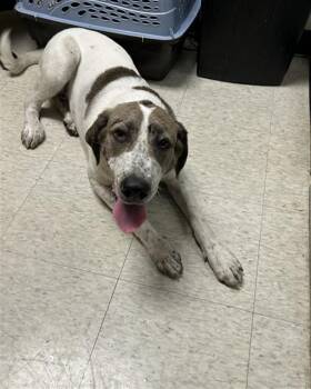 Freckles A218620 -  Pointer Dog for Adoption in Plano, Texas - Freckles A218620 | PetCurious