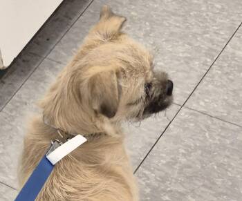 CLYDE -  Pug Dog for Adoption in Sardinia, Ohio - CLYDE | PetCurious