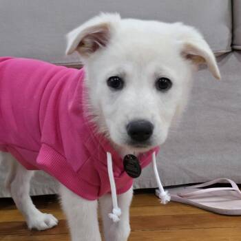 Capri -  German Shepherd Dog and Mixed Breed Dog for Adoption in New York, New York - Capri | PetCurious