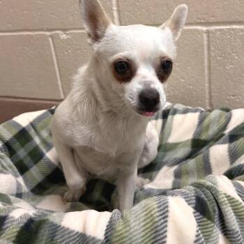 Honey -  Chihuahua and Mixed Breed Dog for Adoption in Reno, Nevada - Honey | PetCurious