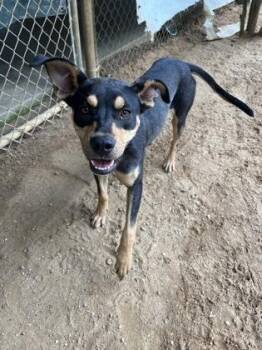Rottweiler and Mixed Breed Dogs Available for Adoption in Picayune, Mississippi - Tiana | PetCurious
