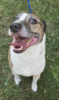 Rescue Pit Bull Terrier Dogs for Adoption in New York, New York - Tommy *foster Needed* | PetCurious