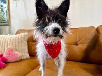 Jack Russell Terrier Dogs Available for Adoption - Maddie Angel Cakes | PetCurious