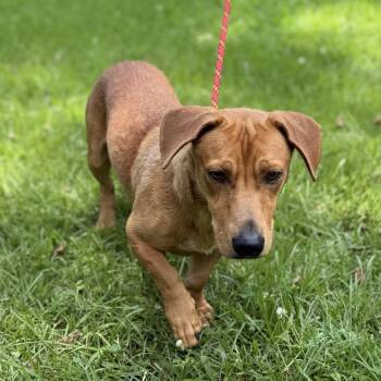 LIL BIT -  Dachshund Dog for Adoption in Locust Fork, Alabama - LIL BIT | PetCurious