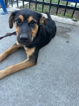 Rescue German Shepherd Dog and Belgian Shepherd Malinois Dogs for Adoption in Stockton, California - BLOSSOM | PetCurious
