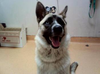 GEMINI -  German Shepherd Dog and Mixed Breed Dog for Adoption in Martinez, California - GEMINI | PetCurious