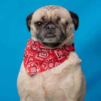 Rescue Pug Dogs for Adoption in San Diego, California - Puga | PetCurious