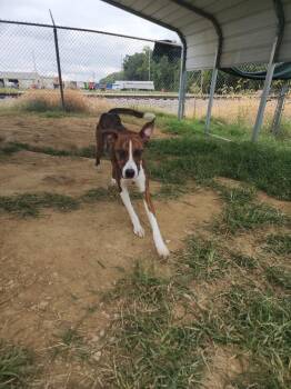 Mixer -  Boxer Dog for Adoption in Evansville, Indiana - Mixer | PetCurious