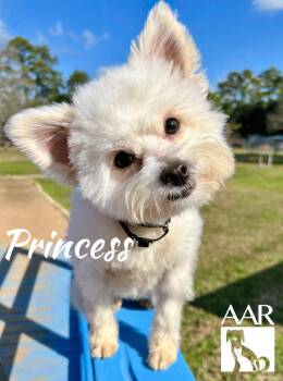 Princess -  West Highland White Terrier Westie Dog for Adoption in Magnolia, Texas - Princess | PetCurious