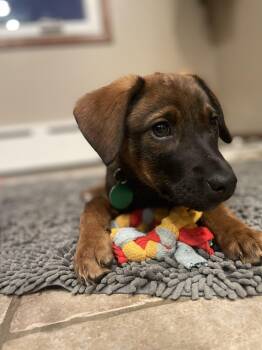 Hound and Catahoula Leopard Dog Dogs Available for Adoption - Hazel | PetCurious