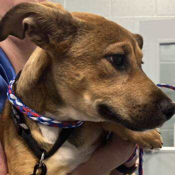 Cuttlefish -  Mixed Breed Dog for Adoption in Greensboro, North Carolina - Cuttlefish | PetCurious