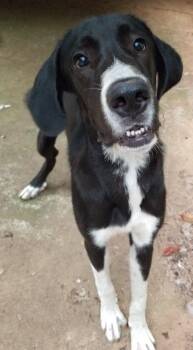 Jaques -  Great Dane and Great Pyrenees Dog for Adoption in Greensboro, Georgia - Jaques | PetCurious