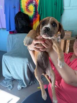 Hexley -  Mixed Breed Dog for Adoption in Leitchfield, Kentucky - Hexley | PetCurious
