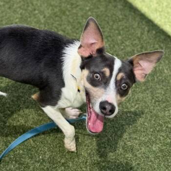 Frisco -  Mixed Breed Dog for Adoption in Asheville, North Carolina - Frisco | PetCurious