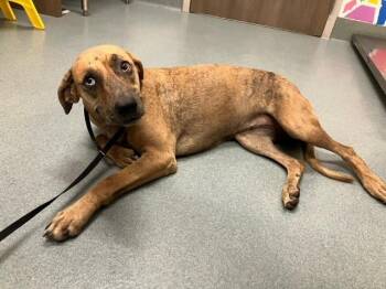 EPONA -  Black Mouth Cur and Rhodesian Ridgeback Dog for Adoption in Baytown, Texas - EPONA | PetCurious