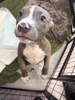 Bean -  Pit Bull Terrier Dog for Adoption in Oakland, California - Bean | PetCurious