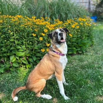 Maggie -  Anatolian Shepherd and Mixed Breed Dog for Adoption - Maggie | PetCurious