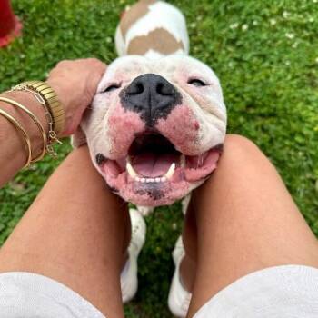 Billy Bob Blockhead Babe -  American Bulldog and American Staffordshire Terrier Dog for Adoption in Friendswood, Texas - Billy Bob Blockhead Babe | PetCurious