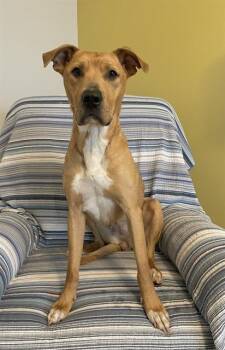 ELOISE -  Mixed Breed Dog for Adoption in Charlotte, North Carolina - ELOISE | PetCurious