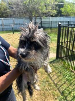 Mixed Breed Dogs Available for Adoption - DANDY | PetCurious