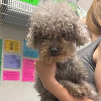 Brandy -  Miniature Poodle Dog for Adoption in Baton Rouge, Louisiana - Brandy | PetCurious