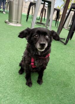 Rescue Retriever Dogs for Adoption in Los Angeles, California - Dolly | PetCurious