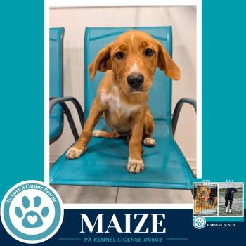 Maize (Harvest Bunch) 080126 -  Labrador Retriever and Shepherd Dog for Adoption in Kimberton, Pennsylvania - Maize (Harvest Bunch) 080126 | PetCurious