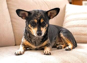 JJ -  Chihuahua Dog for Adoption in Lucas, Texas - JJ | PetCurious