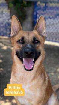 Willie ( must love to cuddle ) -  German Shepherd Dog Dog for Adoption in Greeneville, Tennessee - Willie ( Must Love To Cuddle ) | PetCurious